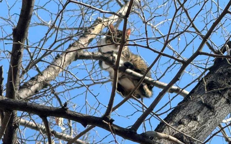 втори ден домашна котка бедства дърво пловдив снимки