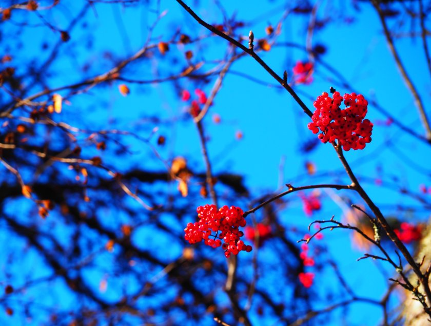 Под нулата са минималните температури в много райони от страната