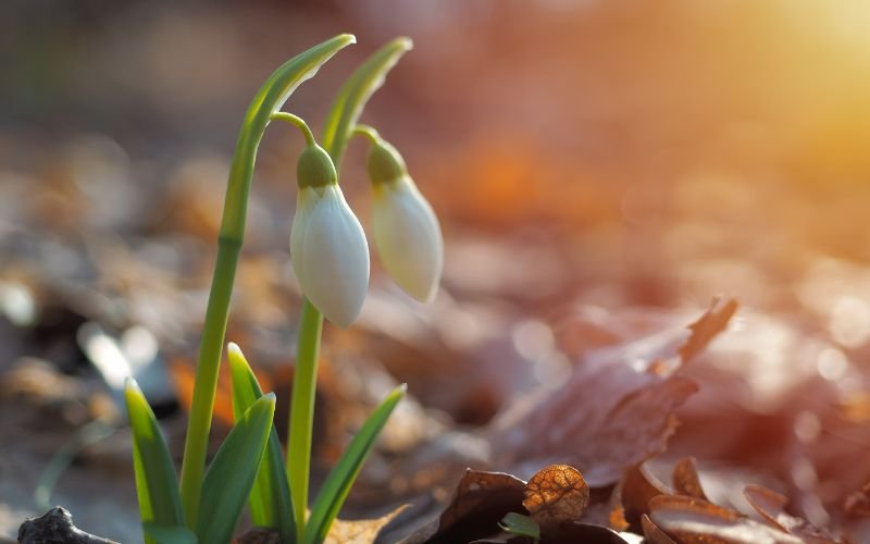 В сутрешните часове на места в равнините и около водните