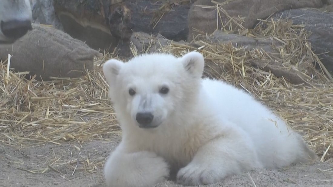 Полярното мече Мика направи своя дебют в германски зоопарк. 4-месечният