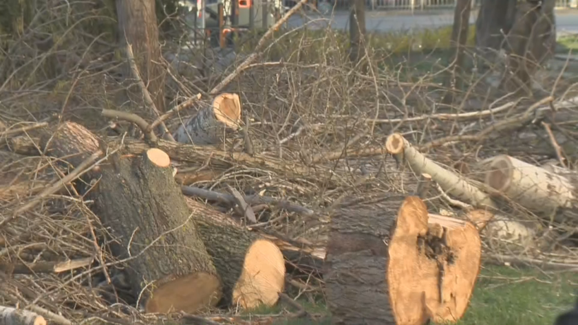 По зрителски сигнал: Изсичат масово здрави дървета в "Люлин", от общината твърдят, че са компрометирани