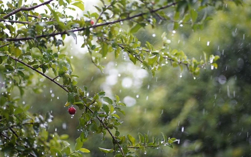 НИМХ: До средата на следващата седмица се очакват значителни валежи