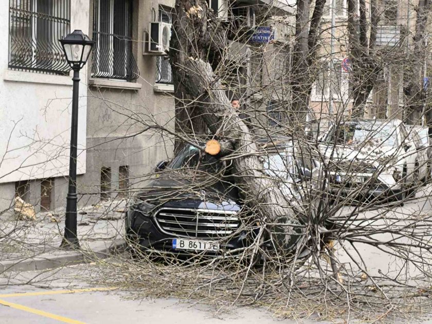 дърво стовари кола варна