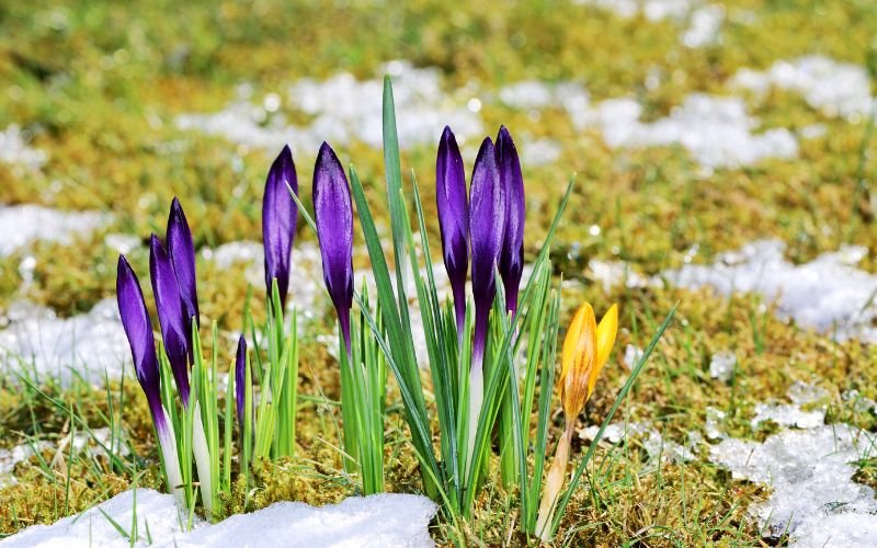 Седмицата започва с дъжд и сняг, за Цветница ще се затопля