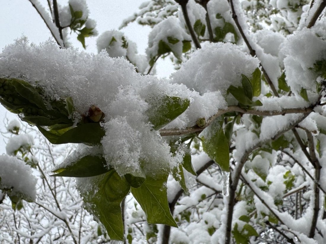 Съсипана реколта: Огромни загуби и щети в Кюстендилско заради измръзналите овошки