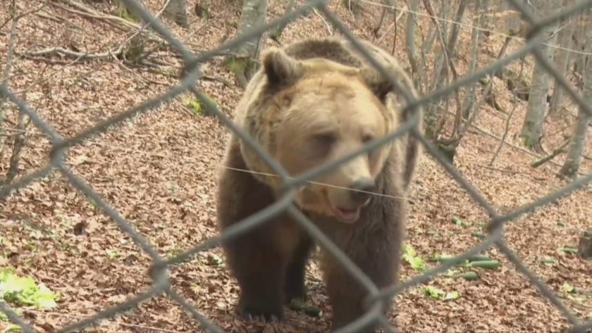 Събудиха се мечките в Белица, паркът отваря врати за посетители (СНИМКИ и ВИДЕО)