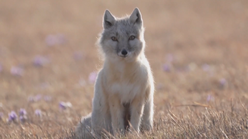 Две лисици от застрашен вид са забелязани в Китай