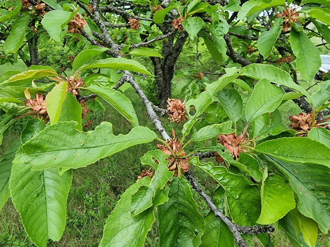 След априлските студове - какъв е размерът на щетите?