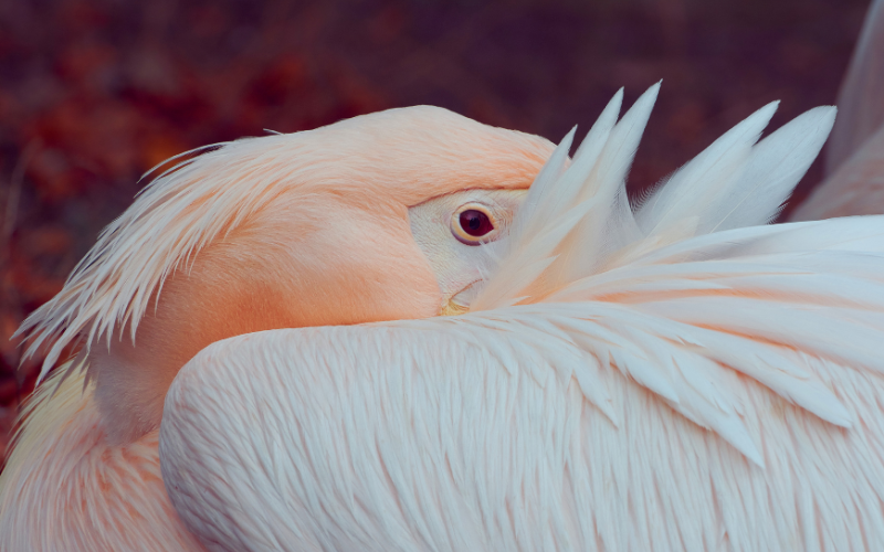 Пеликанът Стойчо става почетен гражданин на Варна?
