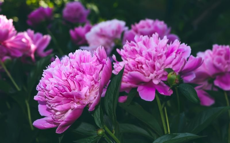 Слънчево време на изток, с валежи на запад в сряда