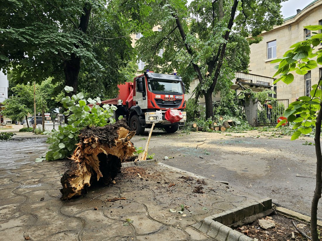дърво падна кола центъра русе пострадали