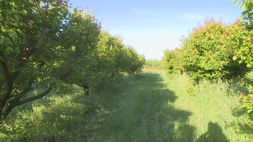 Овощари на ръба на фалит?