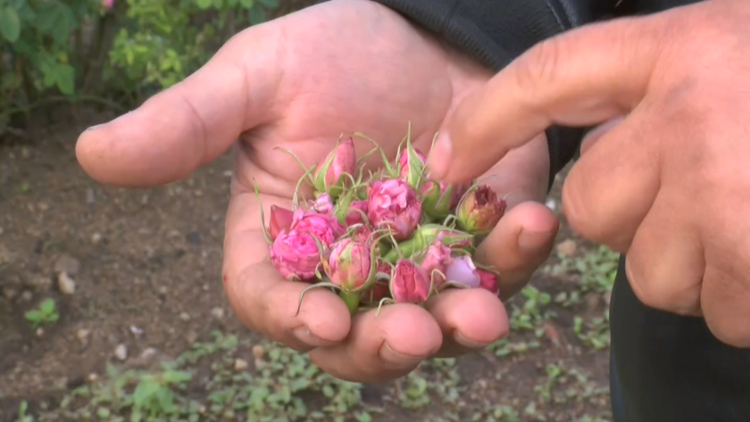 Студът е попарил голяма част от маслодайните рози, производителите очакват големи загуби