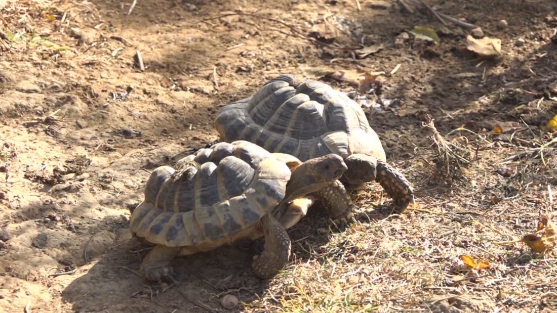 Благотворително парти за Международния ден на костенурките