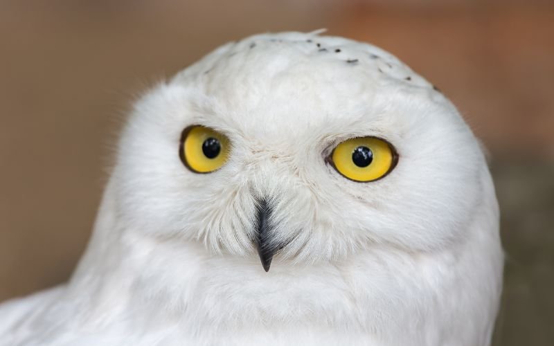 В магичния свят на "Хари Потър" - нови атракции в увеселителен парк във Флорида