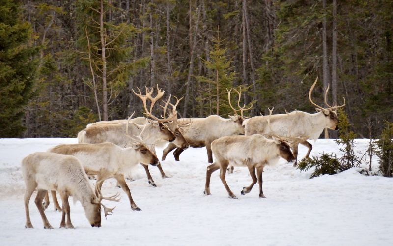 Военни учения във Финландия застрашават отглеждането на елени