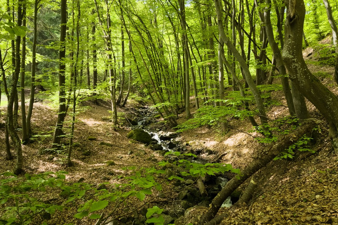 Откриват летния сезон на Витоша