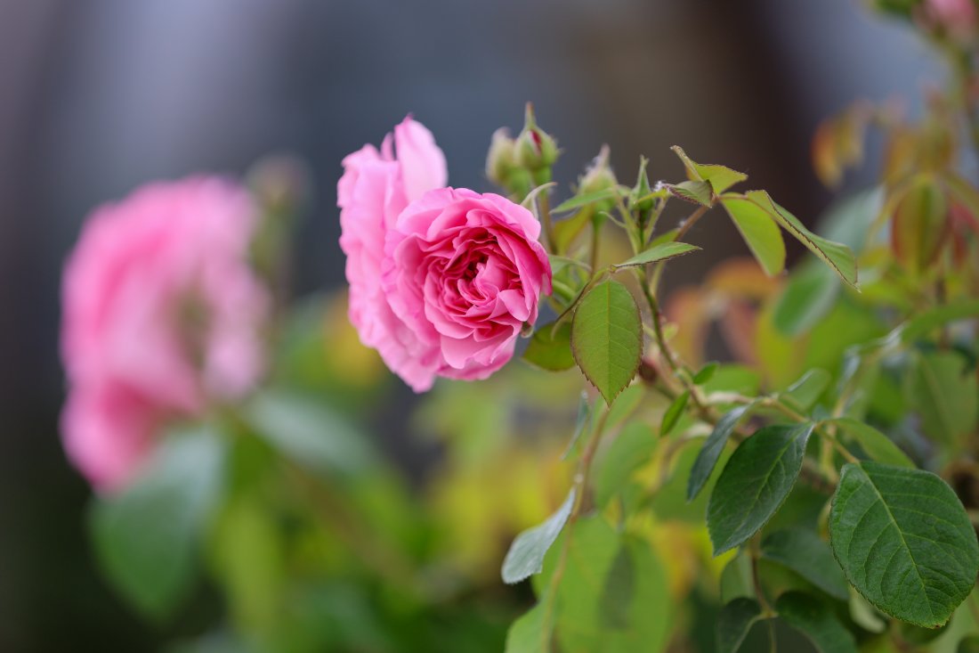 Летни температури в по-голямата част от страната