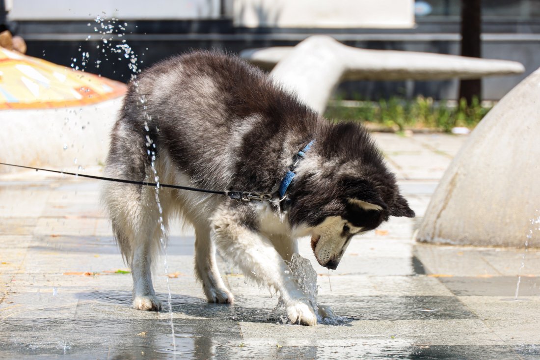 Идват дни с опасно високи температури и стойности над 35 градуса на сянка