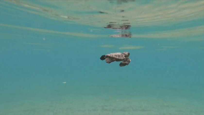 Спасяването на океаните - във фокуса на световна конференция на ООН