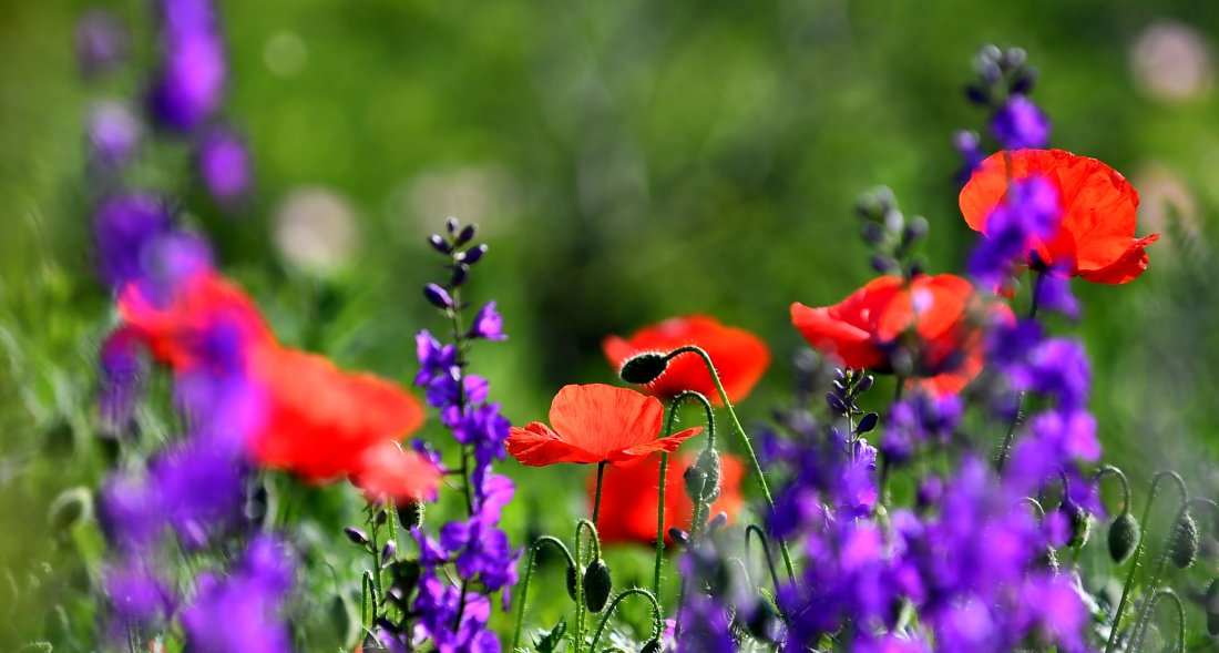 Слънчево и горещо до сряда, захлаждане и валежи в петък и събота