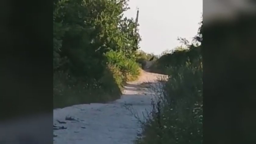 "На лов" за шуменска пантера: Фотокапани и дронове с термокамери се включват в издирването