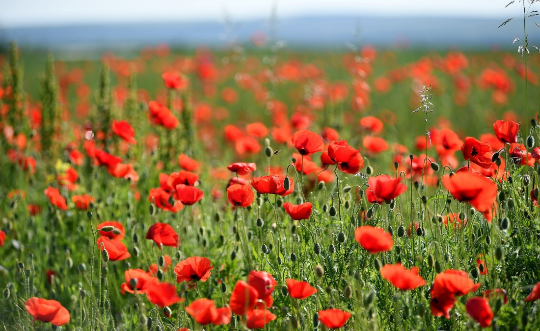 Слънчево и горещо време с температури до 35 градуса