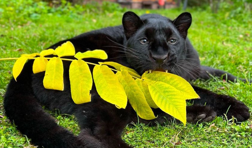 Ден 3: Къде е тя - голямата, мистериозна, черна котка?