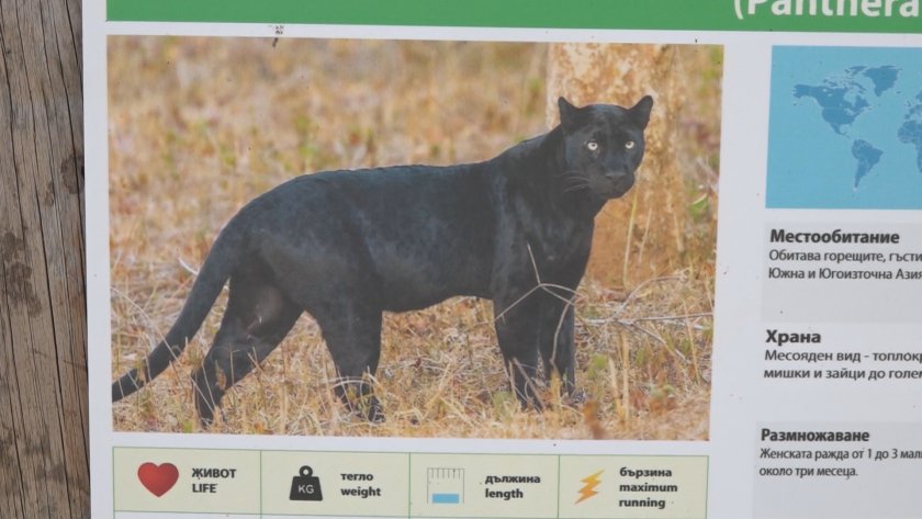 Без следа от шуменския леопард и страх сред хората в периметъра на издирване
