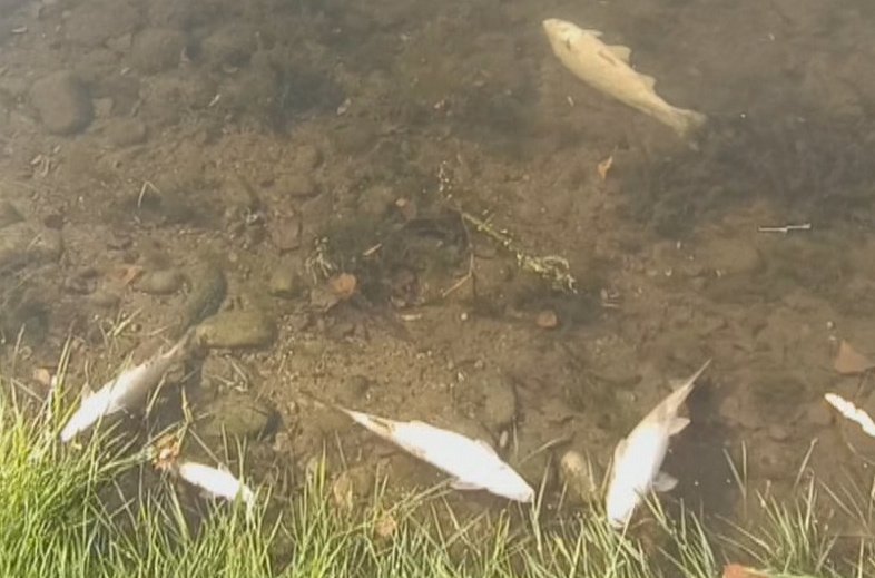 Рибари откриха мъртва риба в река Марица