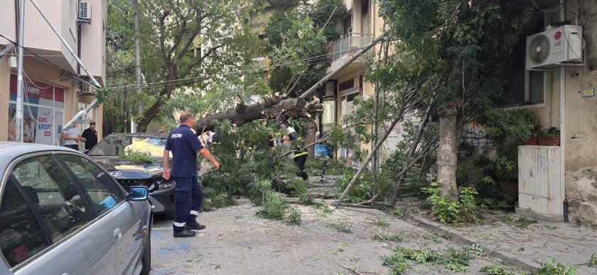 Дърво падна върху кола в центъра на Благоевград (СНИМКИ/ВИДЕО)