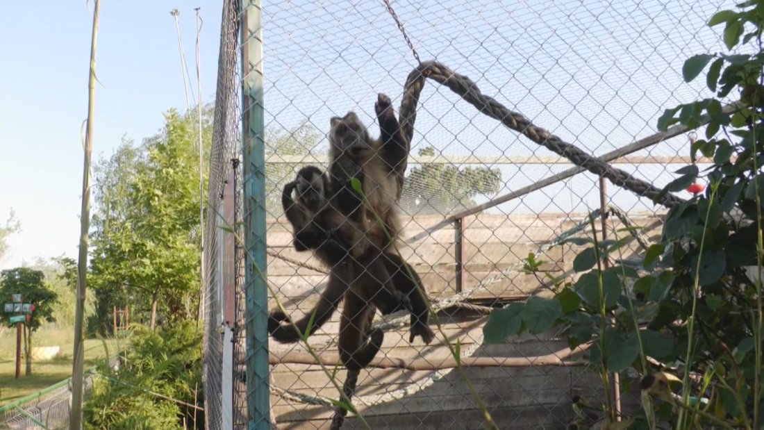 Незаконна търговия с диви животни - как можем да си купим маймуна по интернет?