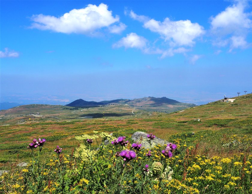 40-градусови жеги в следващите дни