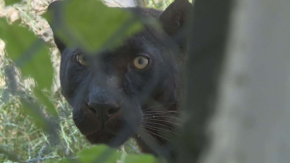 Нова следа? Черният леопард е забелязан във Варненско