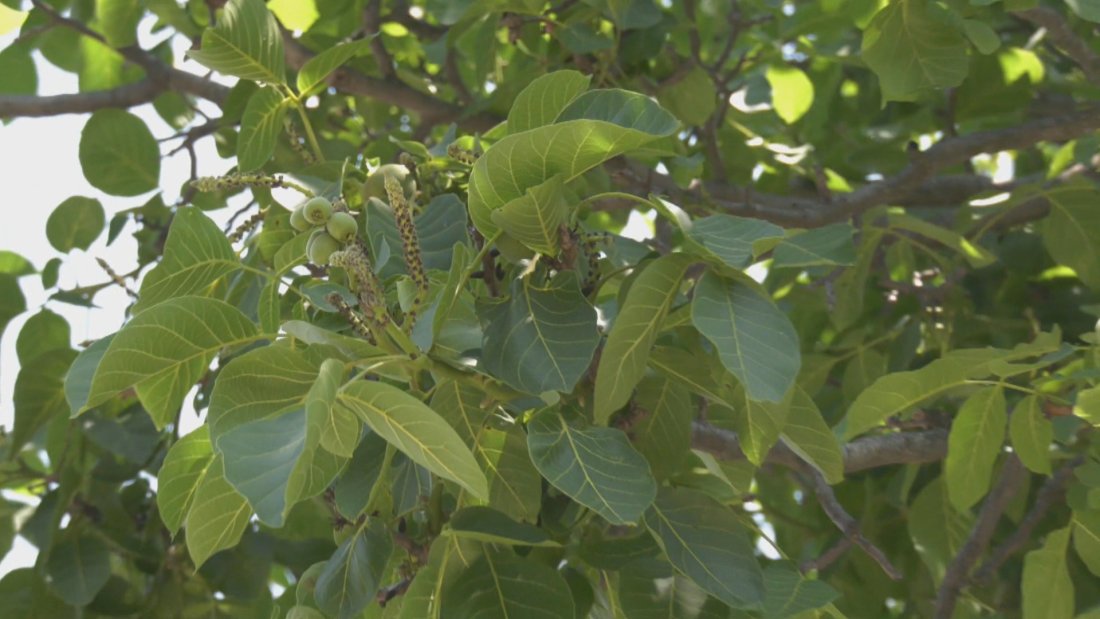 Аномалия: Орехите в Кърджали цъфнаха отново