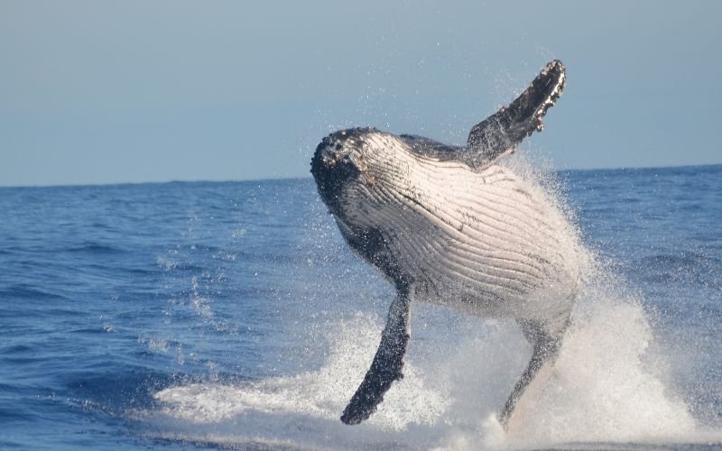 Атракция в Рио де Жанейро: Учени и туристи наблюдават повече гърбати китове