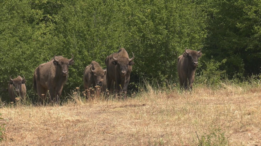 Пускат диви бизони в Родопите