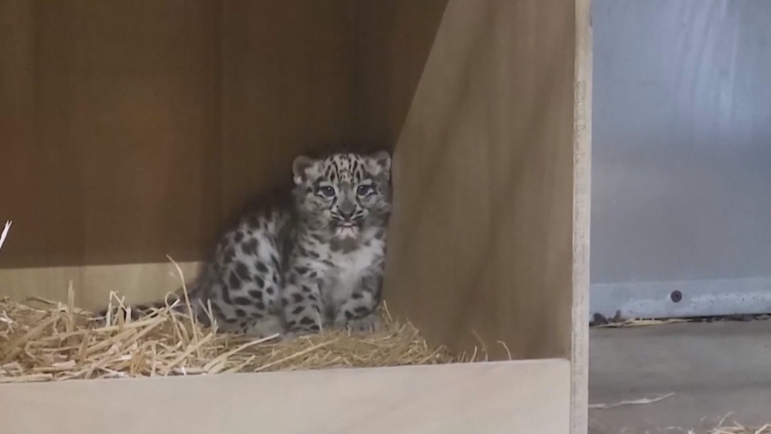 Рядък снежен леопард се роди в зоологическа градина в Англия