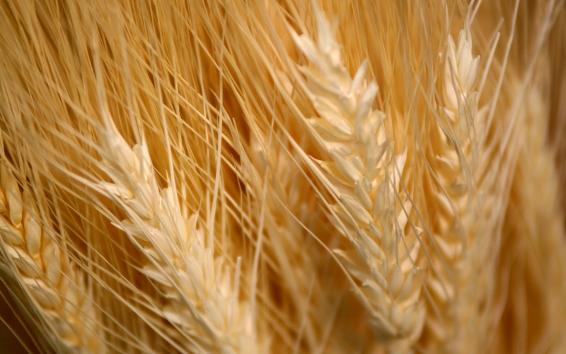 Браншови организации против проектозакона за агрохранителната верига