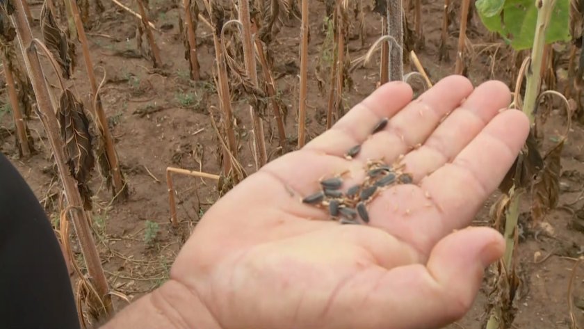 Пагубно се отразиха жегите върху добива на зърнени култури
