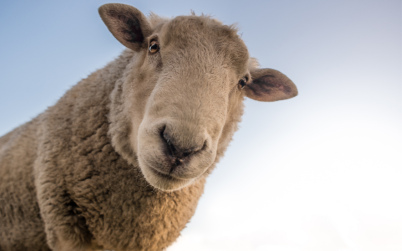 Масирани проверки на полицията с цел ограничаване на огнищата на шарка по овцете