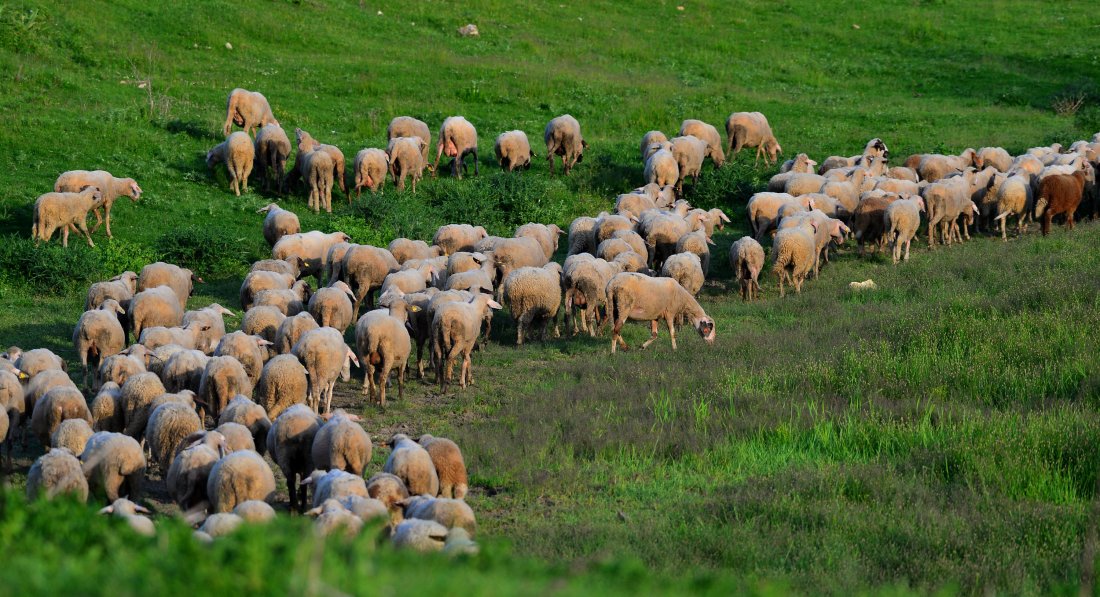 БАБХ установи огнище на заболяването син език в Кюстендилско