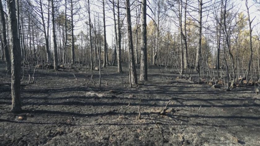 Овладяна е огнената стихия в Пирин, гората ще се възстановява десетки години
