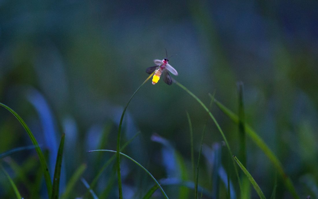Парад на светулките в Мексико (ВИДЕО)