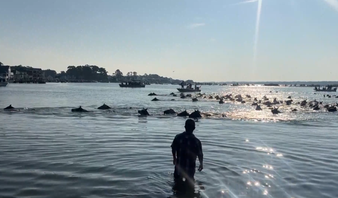 100 години понита и приключения в Чинкотийг!