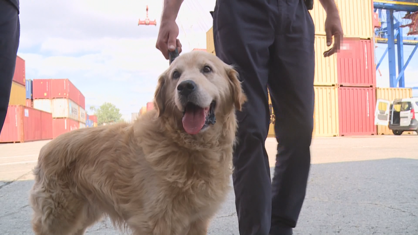 Митницата във Варна пенсионира един от най-добрите си служители &ndash; 12-годишното куче Т&agrave;нго