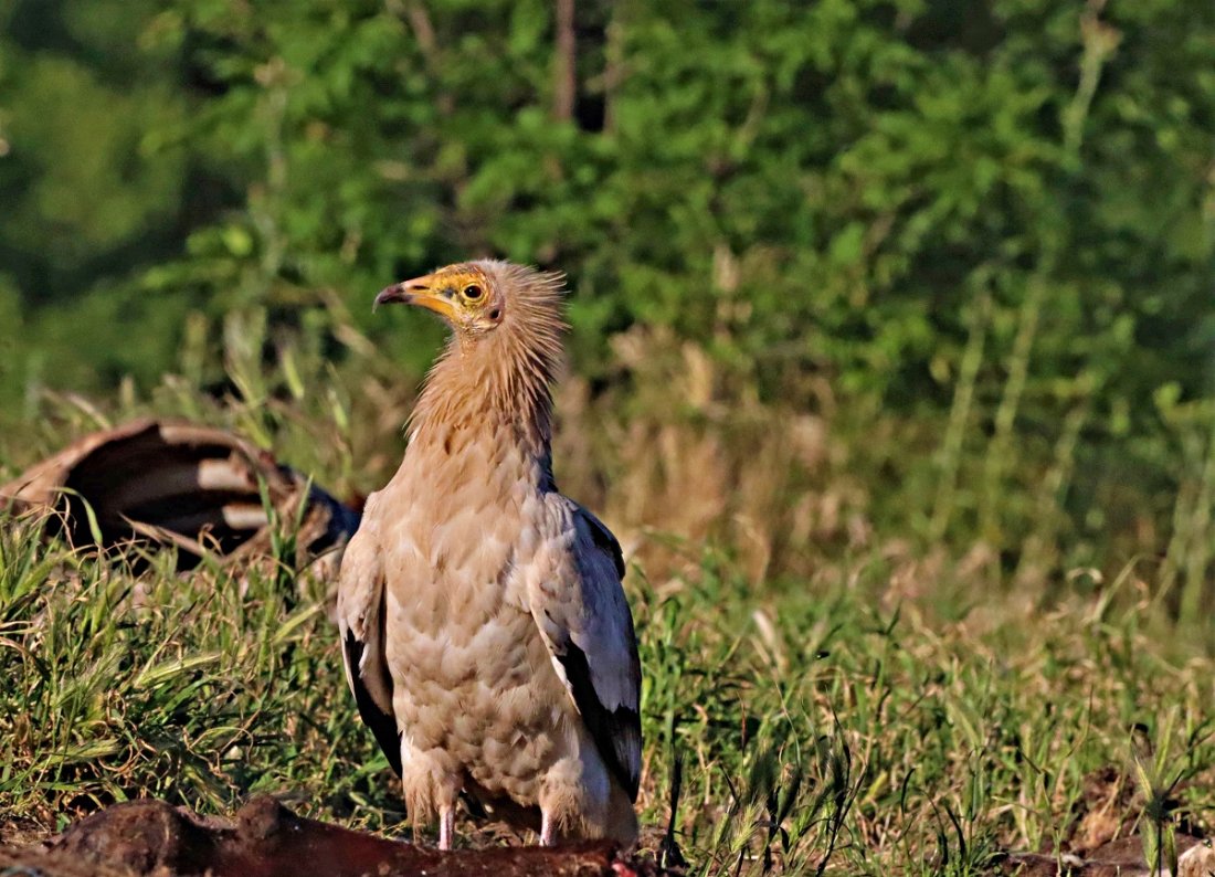 мъртъв египетски лешояд открит крумовградско данни отравяне