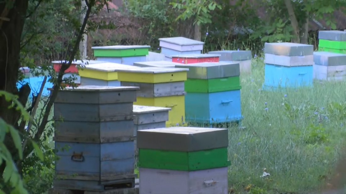 Две мечета нападнаха пчелин край град Шипка