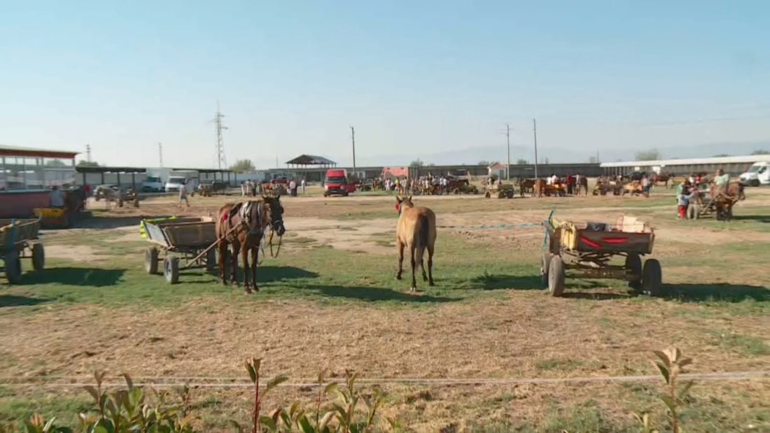 Акция на полицията срещу нерегламентираната продажба на животни в Раковски