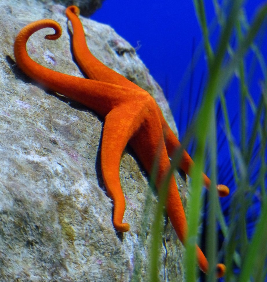 Учени разкриха причината за масовото измиране на над 5 милиарда морски звезди